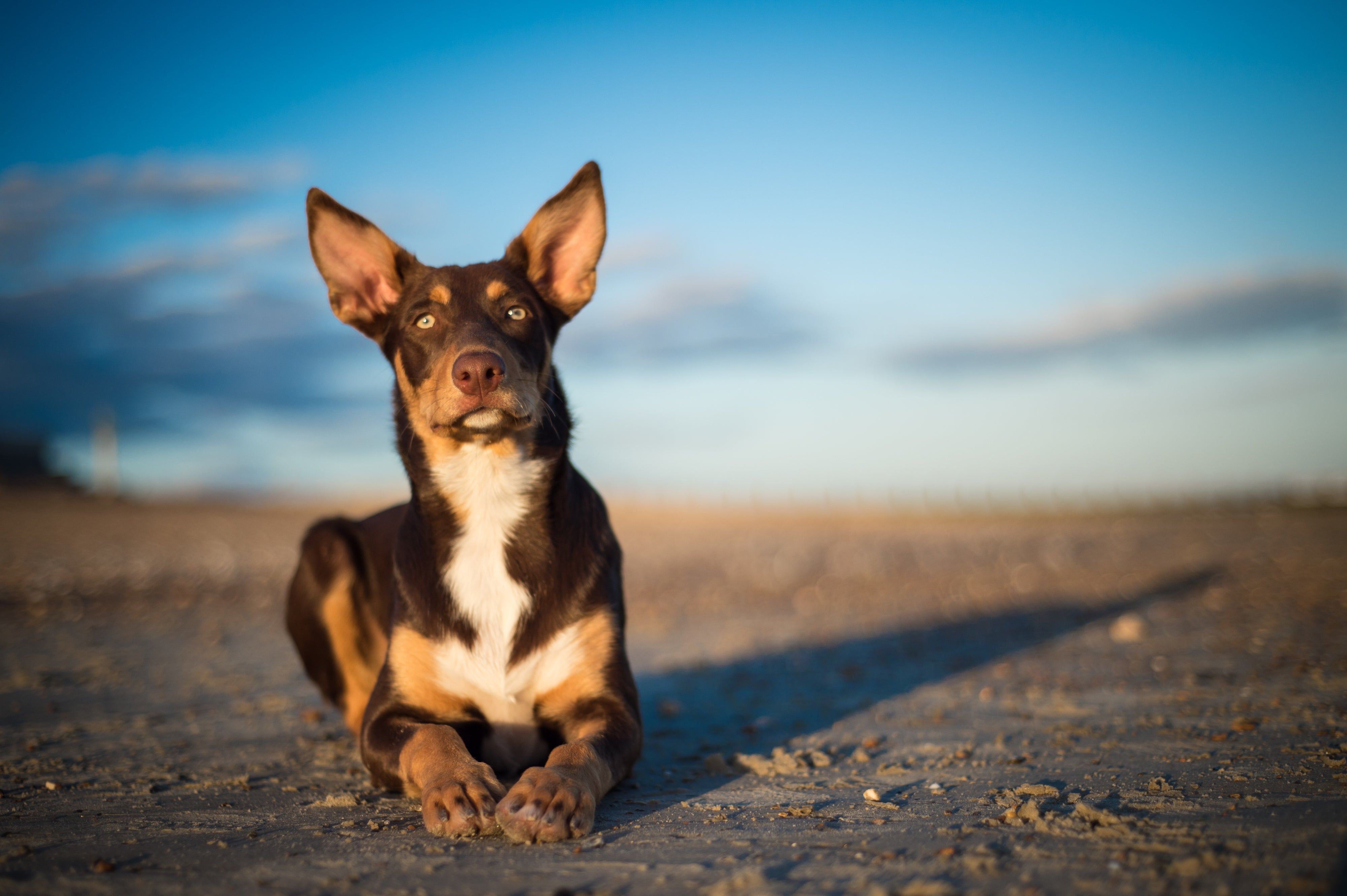 Australian Kelpie Dog Breed Adoption Information Petfinder